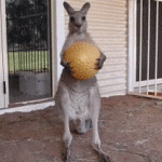 Play Time’s Over Kangaroo