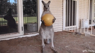Play Time's Over Kangaroo | Reaction GIFs