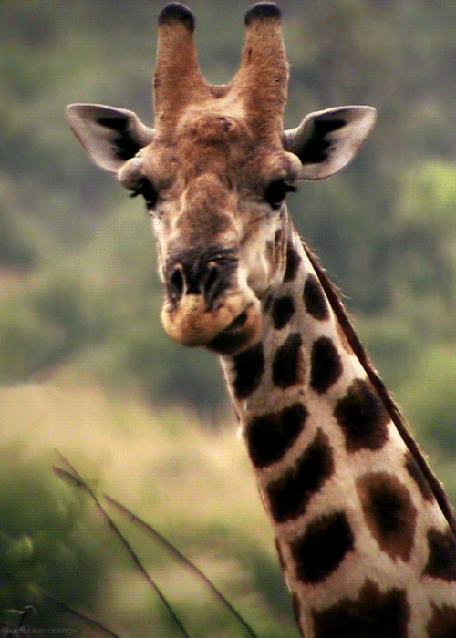 Giraffe Chewing | Reaction GIFs