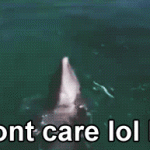 I Don’t Care LOL Bye Dolphin