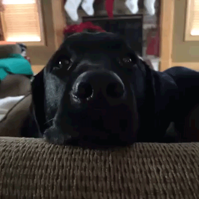 Shocked Dog