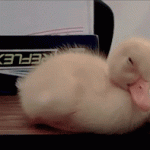 Sleepy Duckling