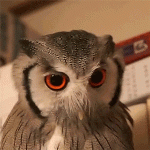 Angry Owl