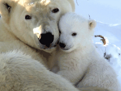 Cute Polar Bears | Reaction GIFs